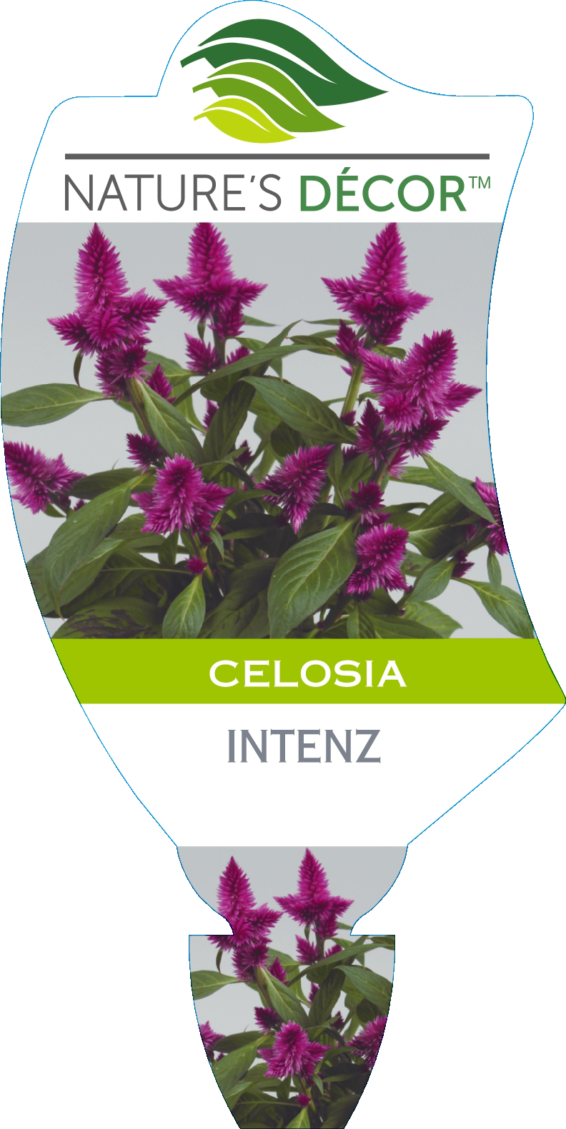 Celosia Intenz - Ball Australia