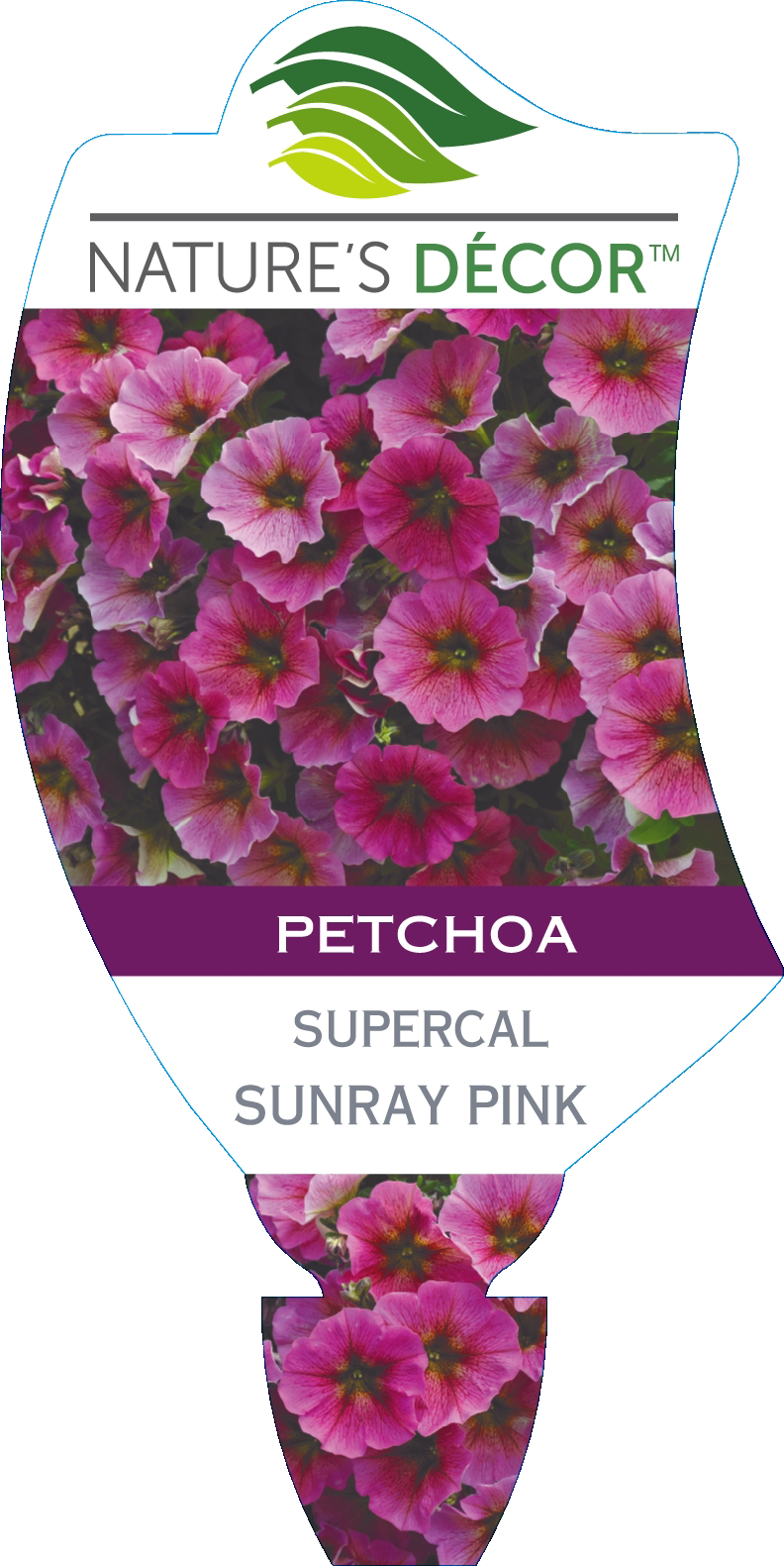 Петхоа beautical sunray pink фото