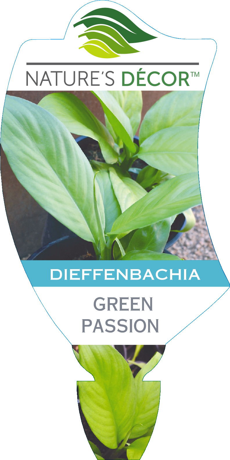 Dieffenbachia Green Passion Ball Australia