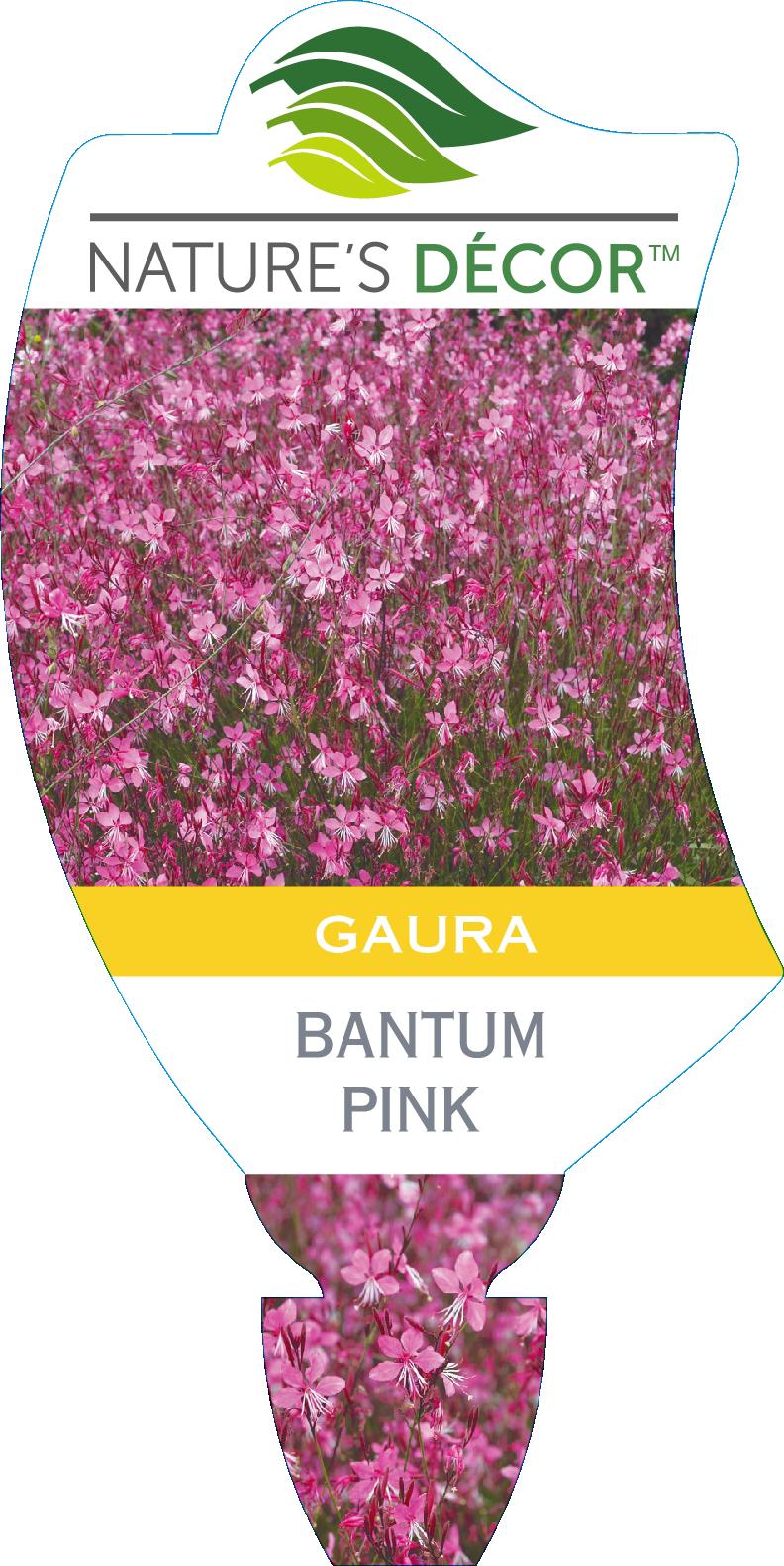 Gaura Bantam Pink - Ball