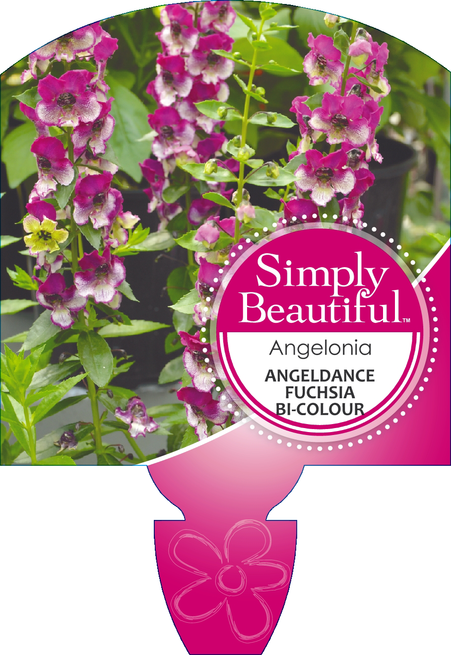 angelonia-angeldance-fuchsia-bicolour-ball