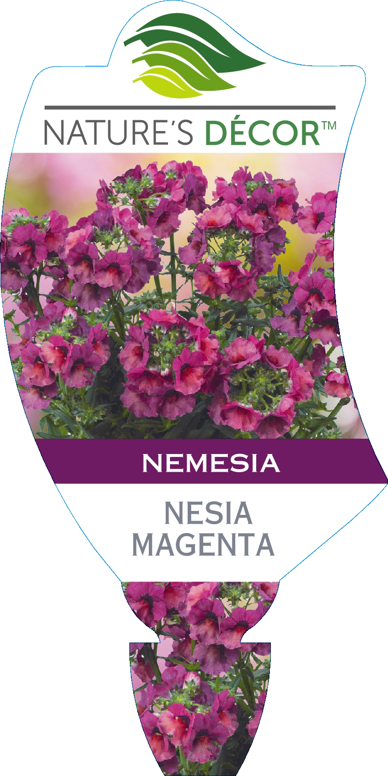 Nemesia Nesia Magenta Ball Australia