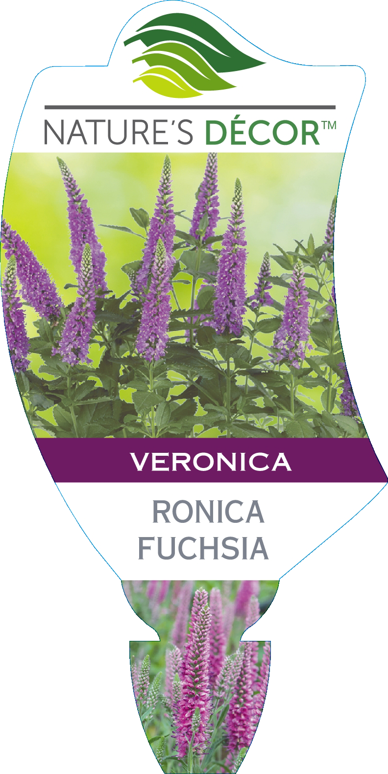 Veronica Ronica Fuchsia - Ball Australia